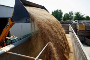 Wheat Prices Surge As Black Sea Shipping Disruptions Hit Asian And African Buyer