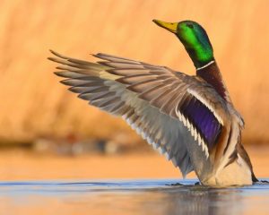 Wisconsin Dnr Announces October Hunting And Trapping Season Dates