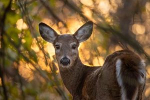 Wisconsin Dnr Urges Hunters To Follow County Baiting Bans To Protect Deer From C