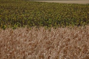 World Food Prices Hit Highest Level Since 2022 Amid Climate And Conflict