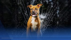 Wpbf 25 Highlights Local Pet Adoption Efforts Across Treasure Coast And Palm Bea