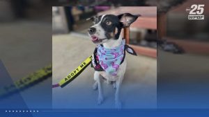 Wpbf 25 News Highlights Local Animal Shelters And Pet Adoption Opportunities On