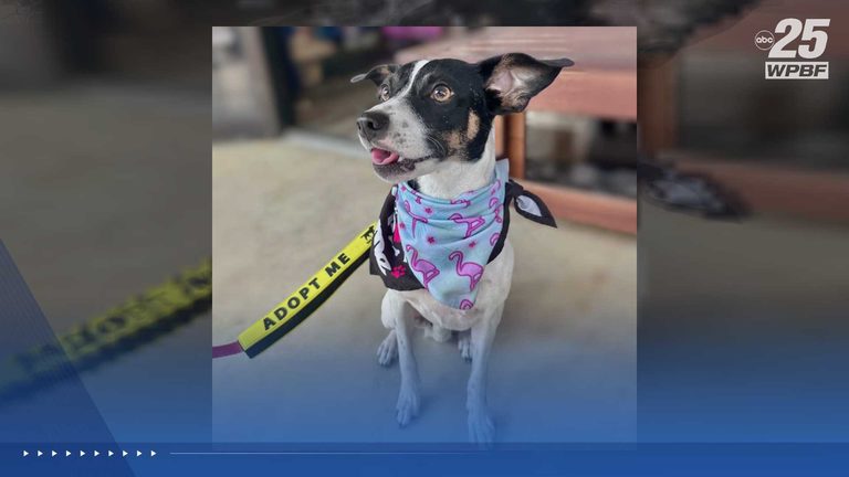 Wpbf 25 News Highlights Local Animal Shelters And Pet Adoption Opportunities On