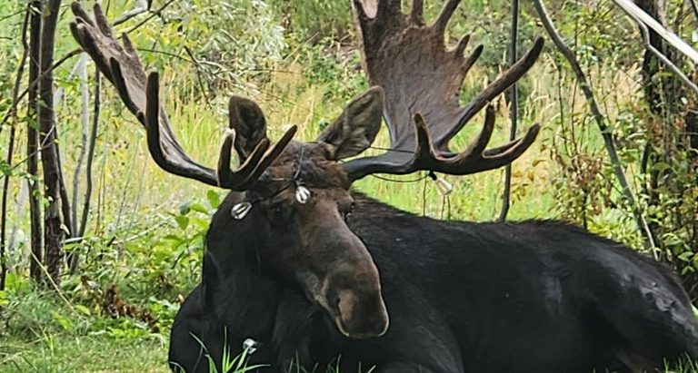 Wyoming Game Fish Urges Residents To Clear Yards Of Hazards This Fall