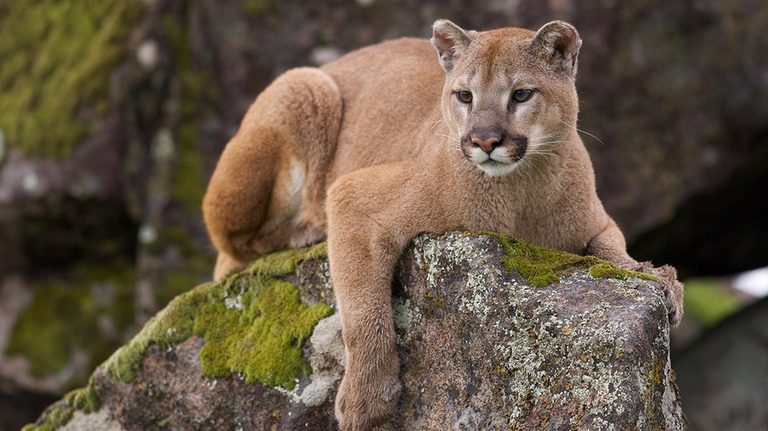 Wyoming Man Fends Off Mountain Lion With Kick To Protect Dog