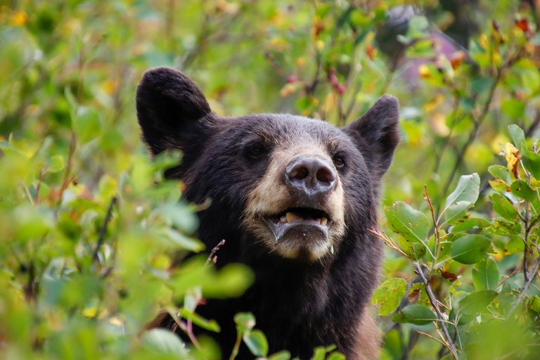 Wyoming Residents Urged To Secure Homes Against Hungry Bears This Fall