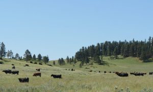 Wyoming Study Highlights Soil Carbon As Untapped Tool To Cut Beef Cattle Methane