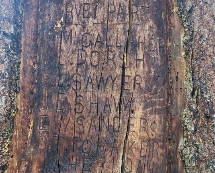 Wyoming Wilderness Advocates Pause Removal Of Historic 1893 Survey Tree