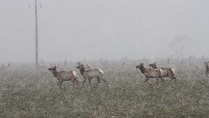Wyoming Wildlife Officials Propose Continued Elk Feeding Despite Rising Cwd Risk
