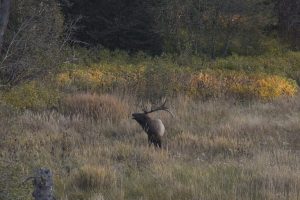 Yellowstone Rut Season Brings Bugles Bellows And Visitor Safety Alerts