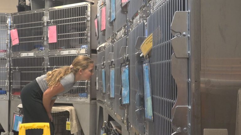 12 Year Old Sioux Falls Student Raises Funds For Local Humane Society With Pumpk