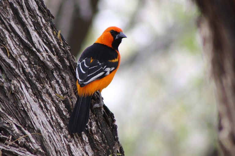 Oriole — Chicago