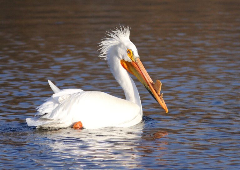 Green Bay Invites Residents to Shape the Future of Its Wildlife Sanctuary
