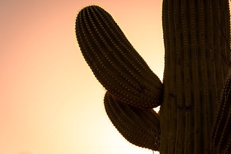 Catalina State Park — Tucson