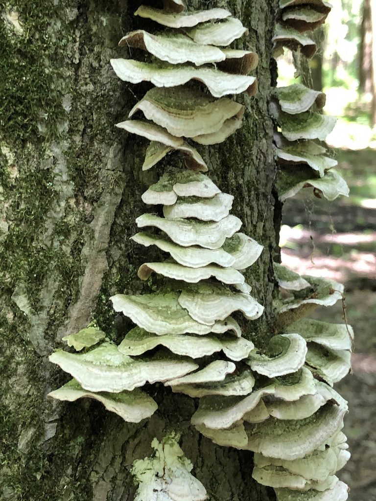 Oak Openings Preserve Metropark — Toledo