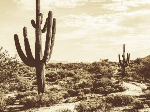 Brown's Ranch Trailhead – McDowell Sonoran Preserve — Scottsdale