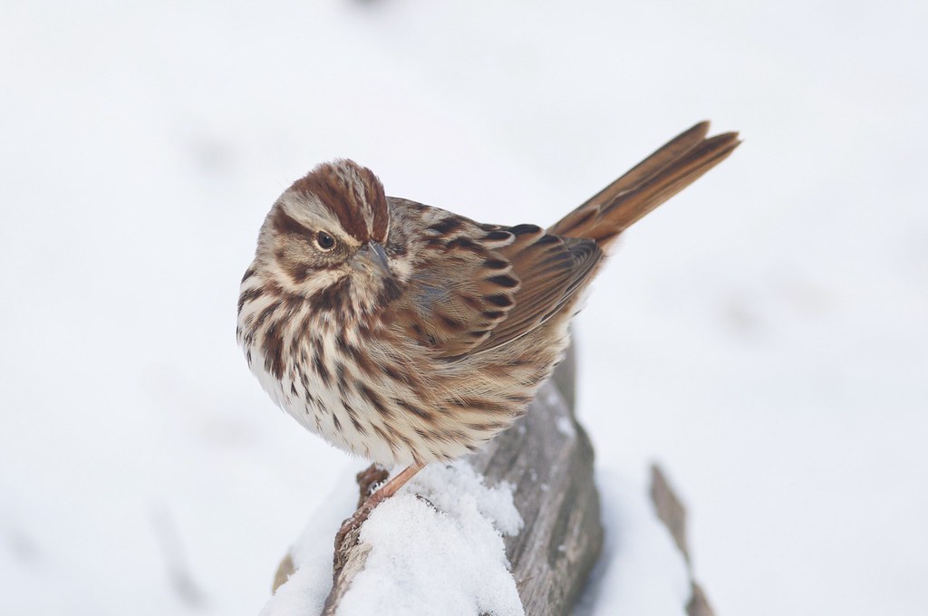 Dyke Marsh Wildlife Preserve — Alexandria