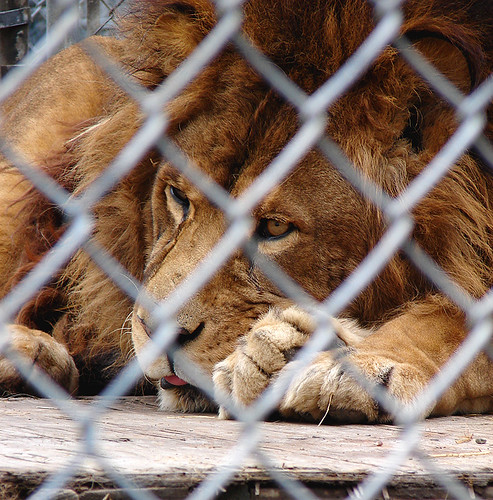 Cat Tales Zoological Park — Spokane