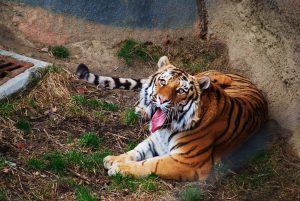 Columbus Zoo & Aquarium — Columbus