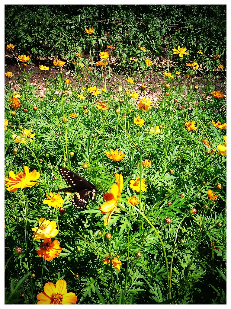 Springdale Farm — Austin