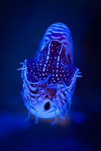 California Academy of Sciences Names Three Inspiring Osher Fellows for 2027