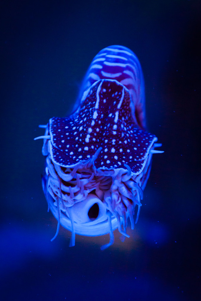 California Academy of Sciences Names Three Inspiring Osher Fellows for 2027