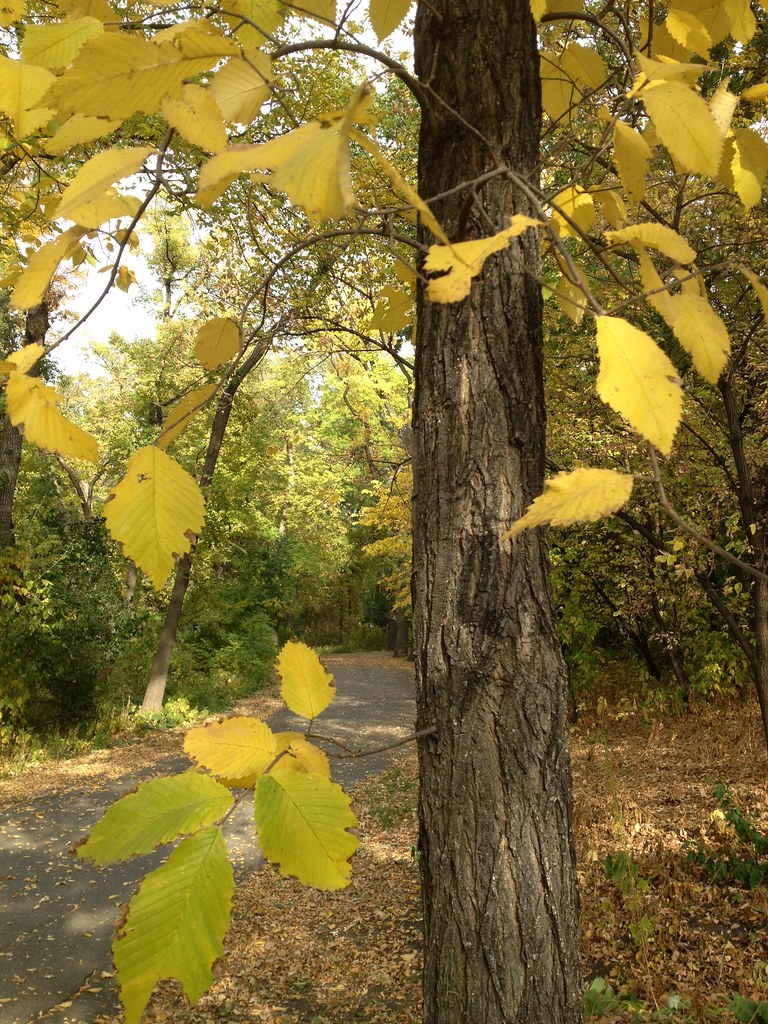 Lindenwood Park — Fargo