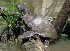 Lake Conestee Nature Park — Greenville
