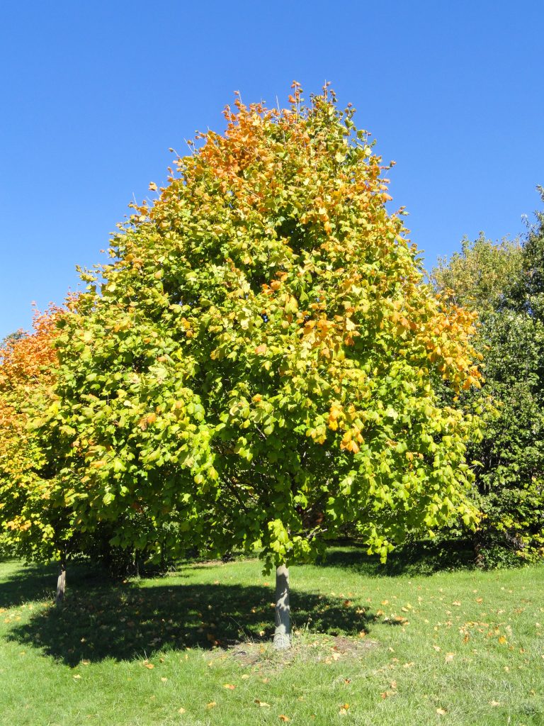 University of Kentucky Arboretum — Lexington