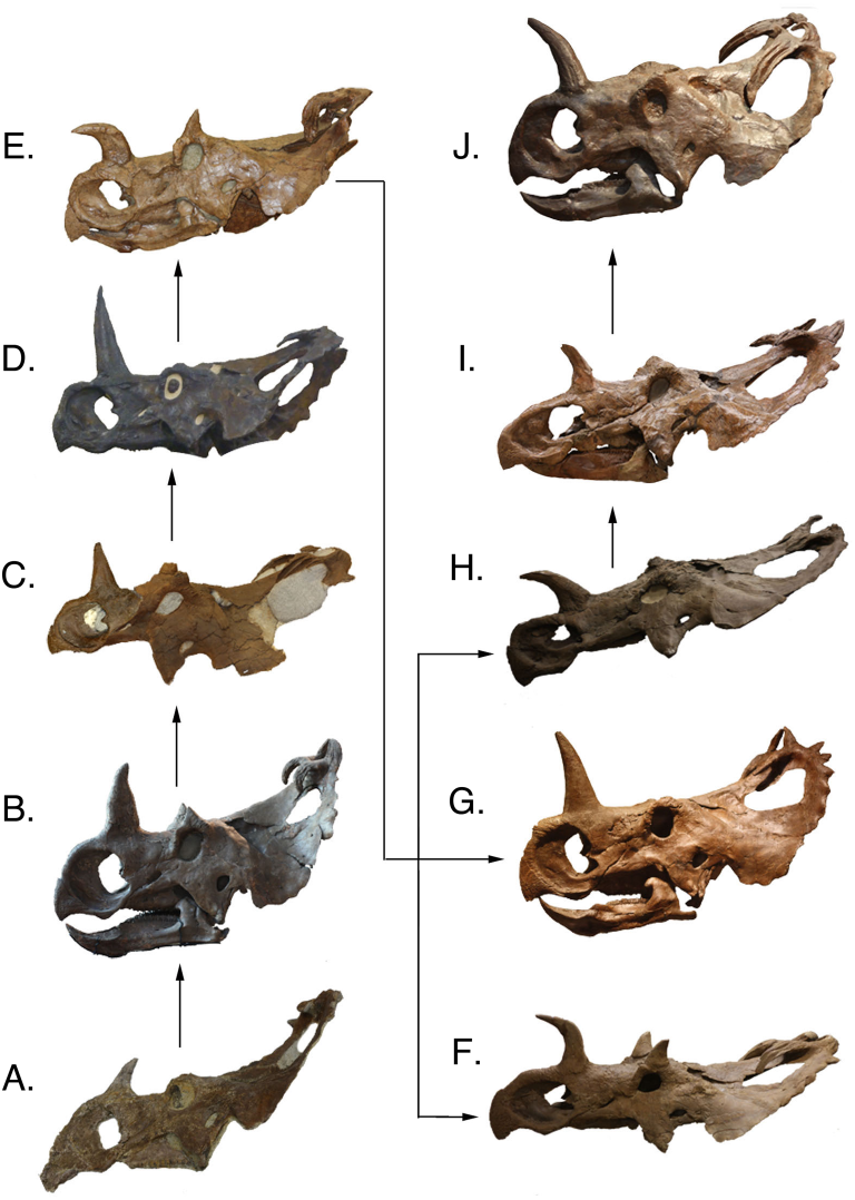 Peabody Museum of Natural History at Yale — New Haven
