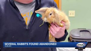 Abandoned Rabbits Rescued Near Londonderry Turnpike Now Up For Adoption