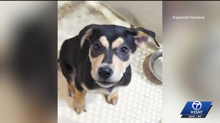 Actor Jonathan Holtzman And Wife Adopt Rescue Puppy From Espa Ola Humane