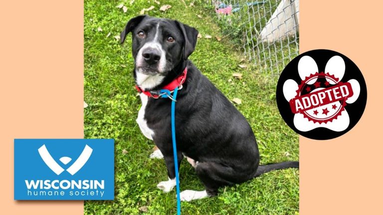 Adopt Andrew 3 Year Old Kenosha Dog Looking For A Forever Home