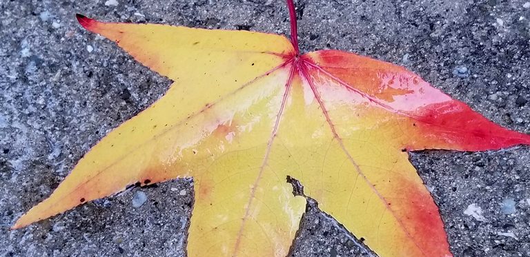 Akron Leaf Collection Begins Nov 9 With New Schedule And Resident Guidelines