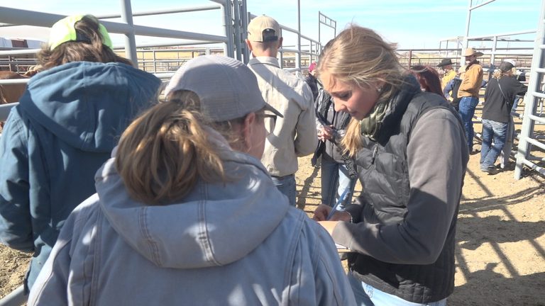 All 41 Adoptable Wild Horses Find New Homes At Boise Blm Auction