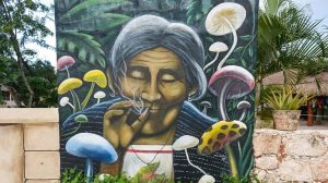 Americans Pay Up To 20 000 For Ibogaine Retreats In Mexico Amid Safety Concerns