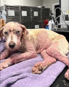 Animal Advocates Seek Help For Oil Covered Dog Cashew In Prospect