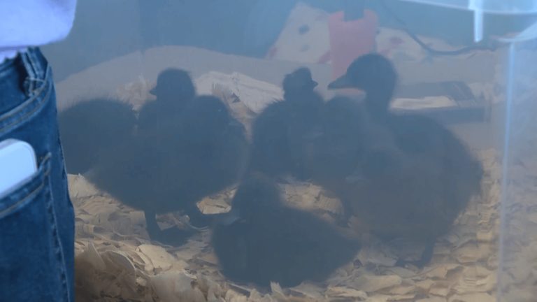 Anna Isd Superintendent Uses Duck Incubator To Bring Hands On Agriculture To Cla