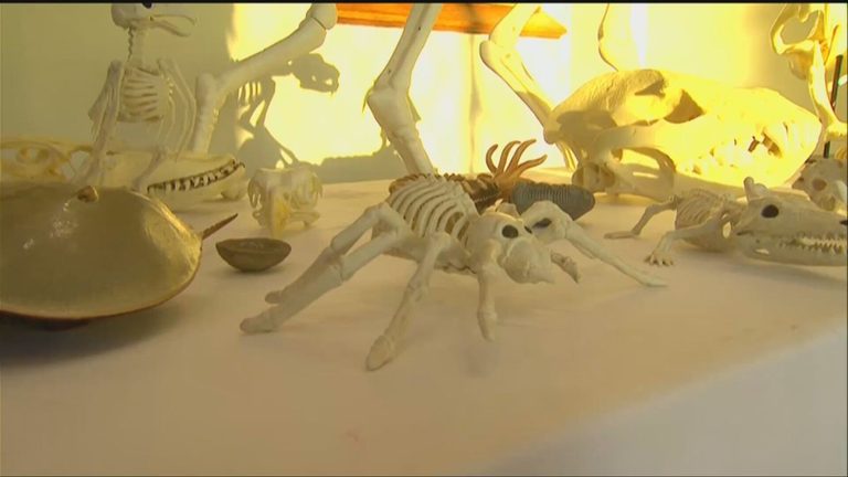 Appleton Families Enjoy Hands On Science At Halloween At The Castle