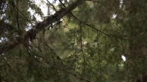 Arborist Killed In Fall While Working On Tree In North Plains