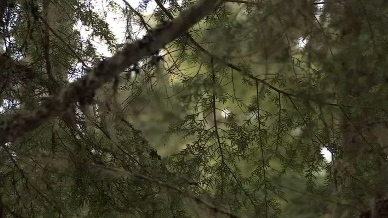Arborist Killed In Fall While Working On Tree In North Plains