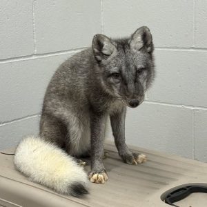 Arctic Fox Rescued From Omaha Home After Illegal Pet Ownership