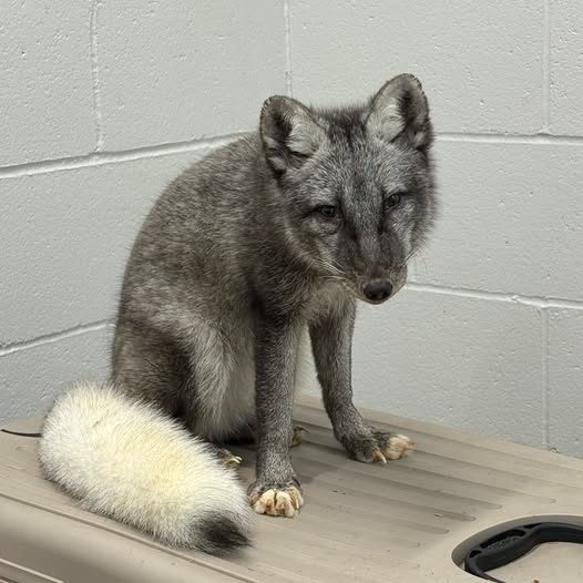 Arctic Fox Rescued From Omaha Home After Illegal Pet Ownership
