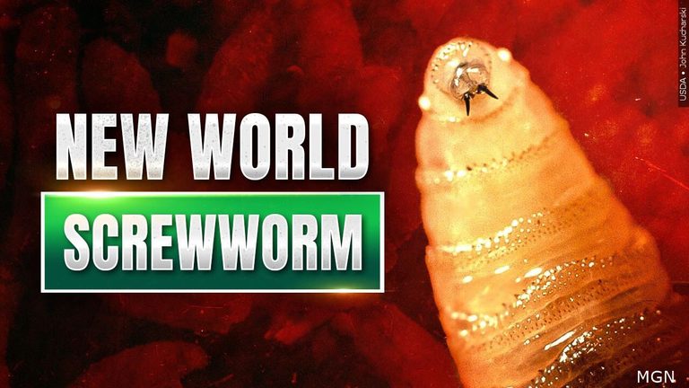 Arizona Reports First Screwworm Infestation In Cochise County Dog