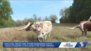 Arkansas Cattle Farm Battles Rising Costs And Drought Family Vows To Stay The Co