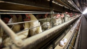 Arkansas Confirms First Seasonal Case Of Highly Pathogenic Avian Influenza In Ba