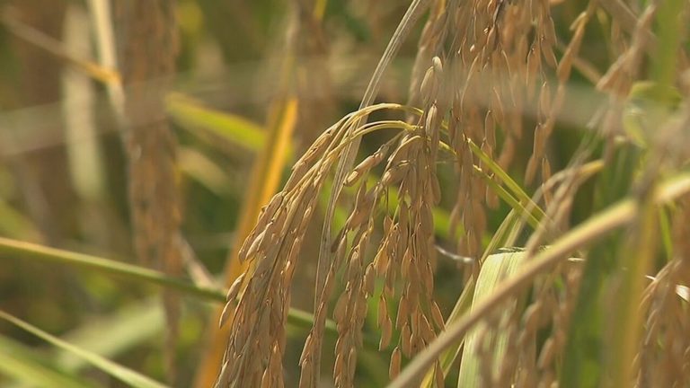 Arkansas Senate Hopefuls Spar Over Tariffs On Imported Rice