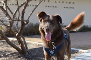 Arlington Water Utility Puts Shelter Dog Splash On Leak Detection Duty