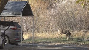 Arrowhead Rv Park To Close Residents Face Forced Move As Developer Plans Workfor