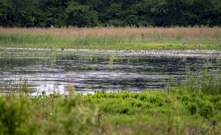 Auto Repair Firm Pulls Rezoning Request Preserving 10 Acre Southside Wetland In